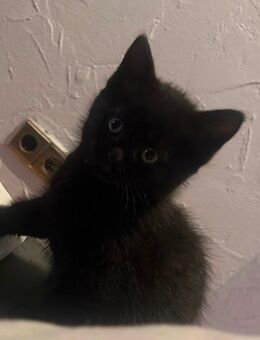 katzen baby sehr süß - Wenden