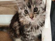 Maine Coon Kitten mit Stammbaum - Rees