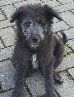 Einzigartige Welpen, Goldendoodel / Westerwälder Kuhhund x griechischer Hütehund /Bracke Mix - Wettringen (Nordrhein-Westfalen)