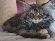 Maine coon babys xxl - Gerolstein