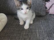 Baby katzen zu verkaufen - Nürnberg