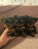 Yorkshire Terrier Welpen in 06122