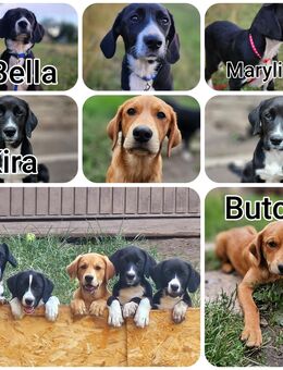 Labrador/Rhodesian Ridgeback welpen - Ollendorf