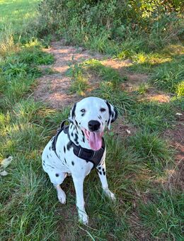 Lio – 9,5 Monate jung, verspielt und treu sucht neues Zuhause 🐾 - Rödermark Zentrum