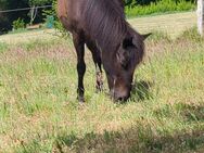 Reitbeteiligung dringend gesucht für deutsches Reitpony - Lübeck