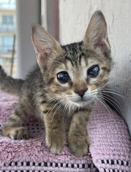 Eva aus dem Tierschutz - Grevenbroich