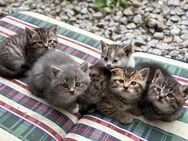BKH kitten - Salching