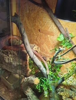 Kornnatter mit (oder ohne) Terrarium zu verkaufen - Siegen (Universitätsstadt)