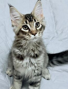 Reinrassig Maine Coon - Vechta