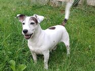 Jack Russell Terrier - Bomlitz