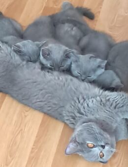 3 Britisch Kurzhaar Kitten zu Abgabe bereit! - Stuttgart