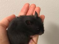 Hamster Babys Teddyhamster Goldhamster - Neuss