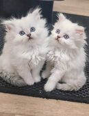 BLH Point Kitten in 26954