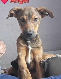 Angel - sie ist offen und lieb - Höchst (Odenwald)