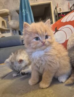 Maine Coon Himalaya Kitten - Berlin Reinickendorf