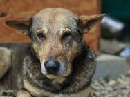 Schäferhund-Mischling Tango - München