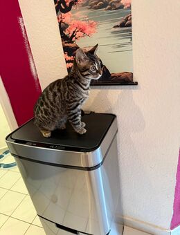 Bengal Mix Mädchen 12 Wochen sucht noch - Norderstedt