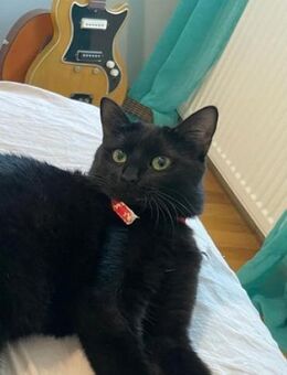 🖤 Charmante Einzelkatze Betty 🖤 - Eislingen (Fils)