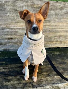 Pacco -Kuschelherz&Platz in deinem Leben - Löwenberger Land