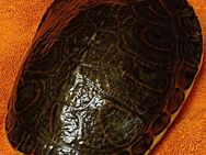 Männl. Wasserschildkröte zum Verkauf - Waldkraiburg
