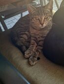 Schmusekatzen (w) in liebevolle Hände abzugeben in 33689