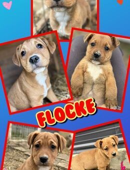 Welpenmädchen Flocke sucht ein Zuhause - Nürnberg