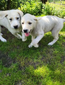 Golden Retriever - Kuvasz Mix-Welpen - Suckow