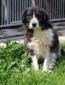 Benjo - ruhig u. sehr liebenswert - Lohra