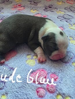 American Bully welpen !! - Eisleben (Lutherstadt)