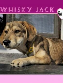 😍WHISKY JACK - IST SIE NICHT GOLDIG?😍 - Alfeld (Leine)