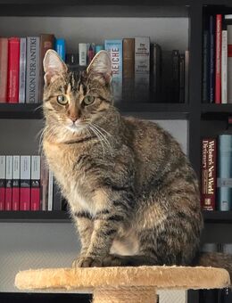 Verspielte junge Schmusekatze sucht liebevolles Zuhause - Erfurt