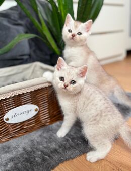BKH Kitten Britisch Kurzhaar Silver Tabby Silver Creme Shaded - Köthen (Anhalt)