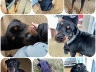 Unser Jack sucht ein neues Zuhause - Sonneberg