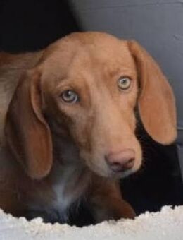 Concha sucht verständnisvolle Menschen - Niedereschach