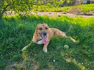 Malinoi Labrador Hündin in gute Hände abzugeben - Neukirchen-Vluyn