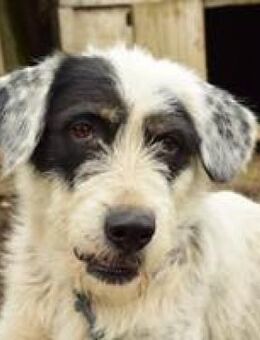 Pongo toller agiler Rüde - Hüllhorst