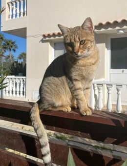 Hippy - bringt Flower Power ins Leben - Kirchheim (München)