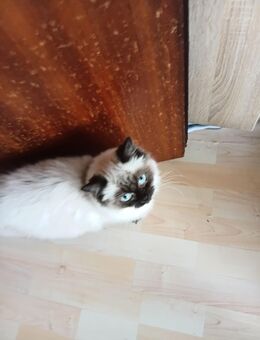 2 Blue Point Perser - Niddatal Zentrum