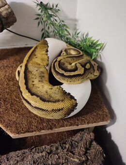 Königspython pastel piebald mit Terrarium und Zubehör - Sprockhövel