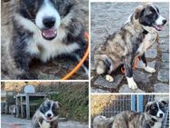 AIANA -Rundum tolles Hundekind- - Duisburg