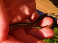 Strumpfbandnatter Babys Thamnophis garter snake T.eques obscurus und T.marcianus Hybriden besser als Kornnattern - Schorndorf (Baden-Württemberg)