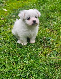 Malteser Welpe - Ebersbach (Fils)