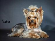 Yorkshire Terrier Welpe - 1 Rüde Black Tan - Kerpen (Kolpingstadt)