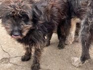 Nox, ein hübscher Wuschel sucht Liebe - Köln