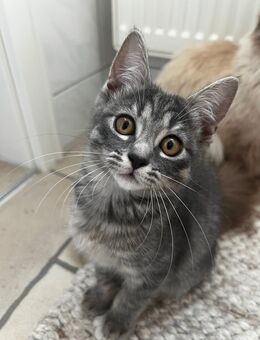 Verschmustes Ragdoll-Mix Katzenmädchen sucht ihr Für-immer-Zuhause - Cottbus