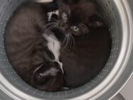 Kitten Katzenbabys abgabebereit - Lengerich (Nordrhein-Westfalen)