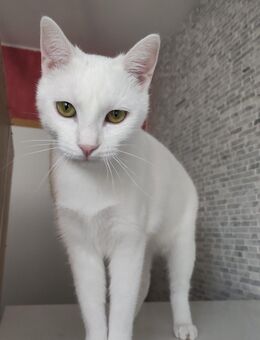 Kätzin Diva - München Schwabing-West