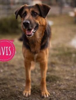 Avis eine gebrochene Seele - Flörsheim-Dalsheim