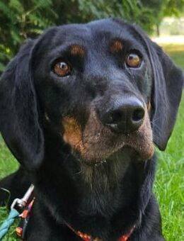 Lelia - Adrette Hundedame - Obertshausen