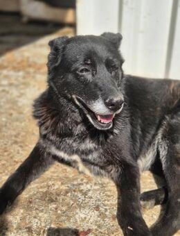 LEYLA sucht liebevolles Zuhause - Neuberg